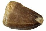 Fossil Mosasaur (Thalassotitan) Tooth - Morocco #333082-1